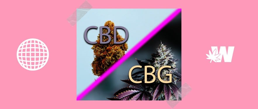 CBG Weed versus CBD Cannabis