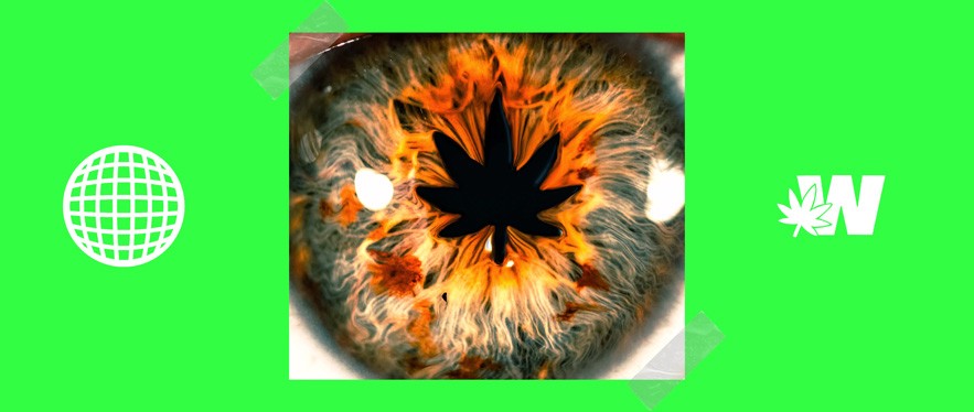 Cannabis and Glaucoma