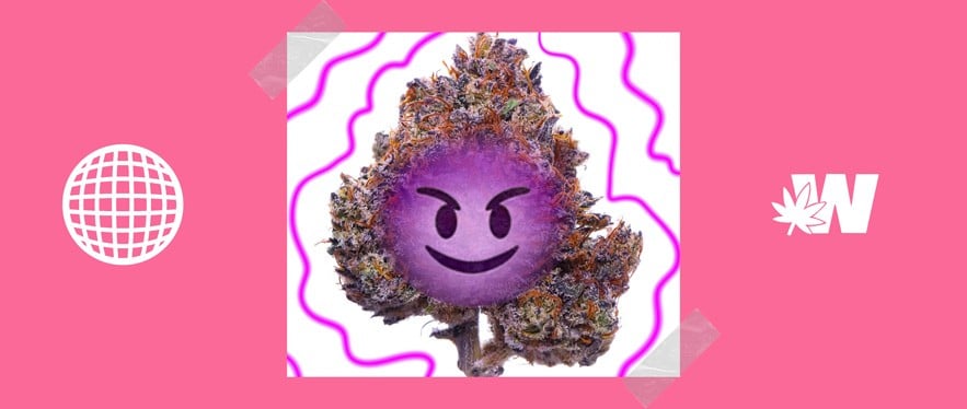 Weed Flower Purple Haze