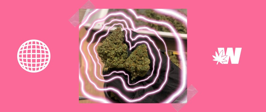 Cannabis Flower Gelato CBD Strain