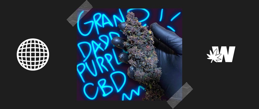 Granddaddy Purple Strain Cannabis Flower