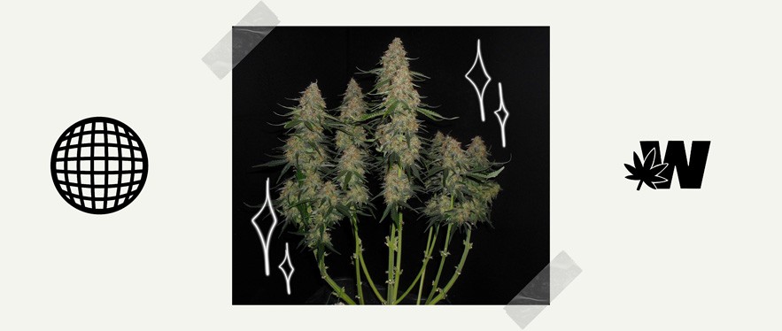 Silver Haze Cannabis Plant