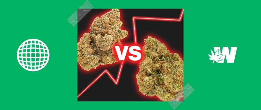 THC marijuana vs CBD weed