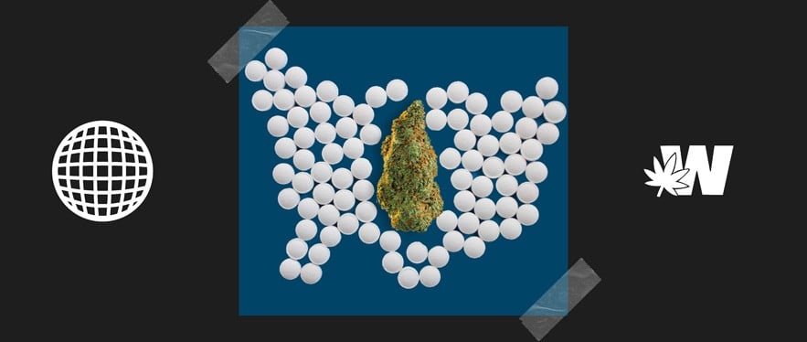 Cannabis flower and Opioids meds pills