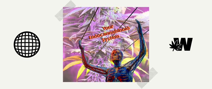 Weed and Endocannabinoid System