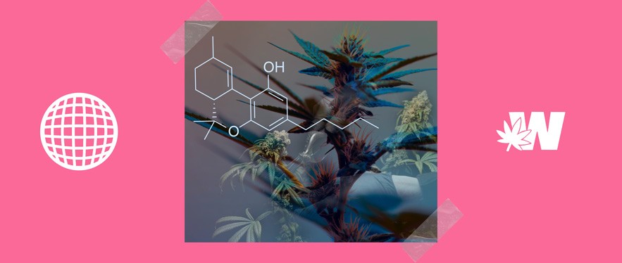 Delta 10 Weed and Endocannabinoid System