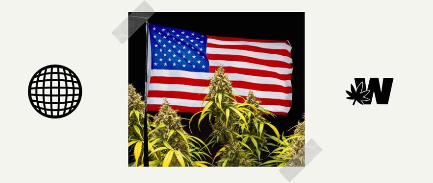 USA flag and cannabis plants