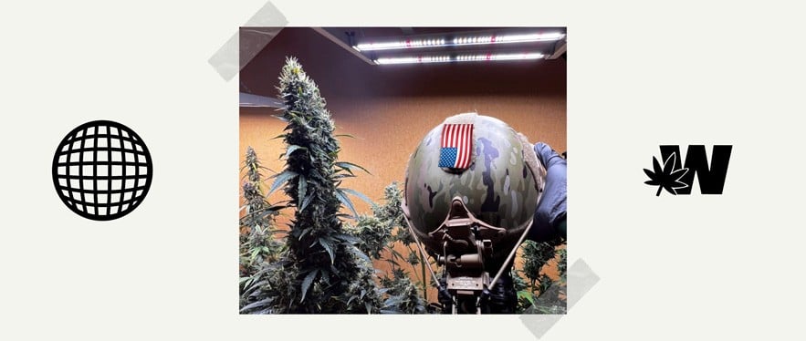 Cannabis And War Veteran