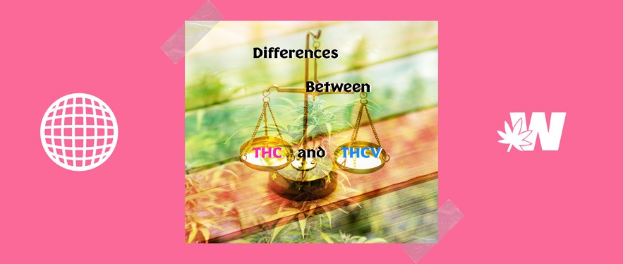 THC vs THCV Differences