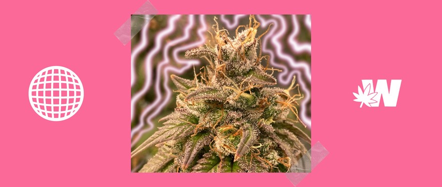 Candyland Cannabis Strain