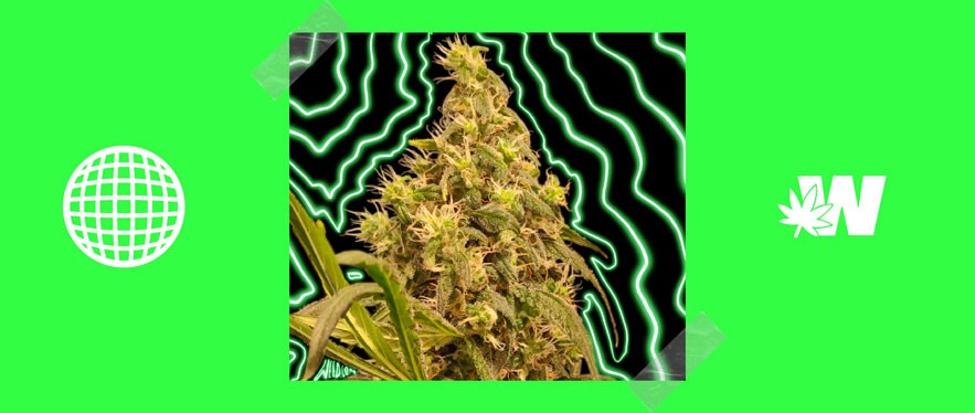 Haze Cannabis Strain Review