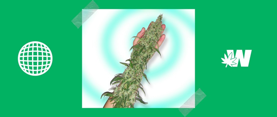 Jack Herrer Cannabis Strain Review