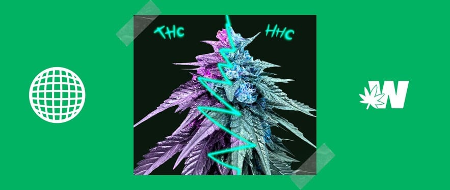 HHC and THC Difference between
