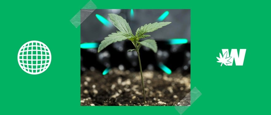 Growing cannabis in pot
