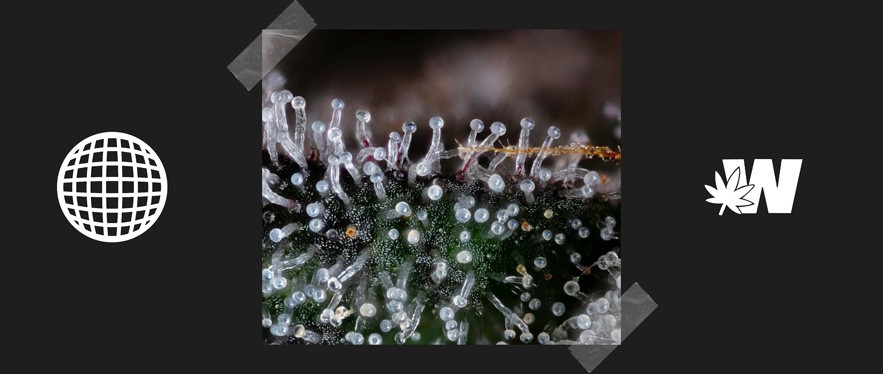 Trichomes cannabis and terpenes hq