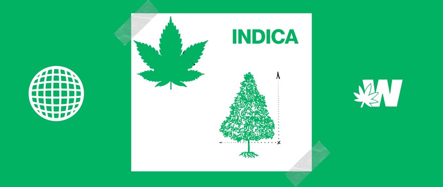 Indica What Is? Indica leaf and plant