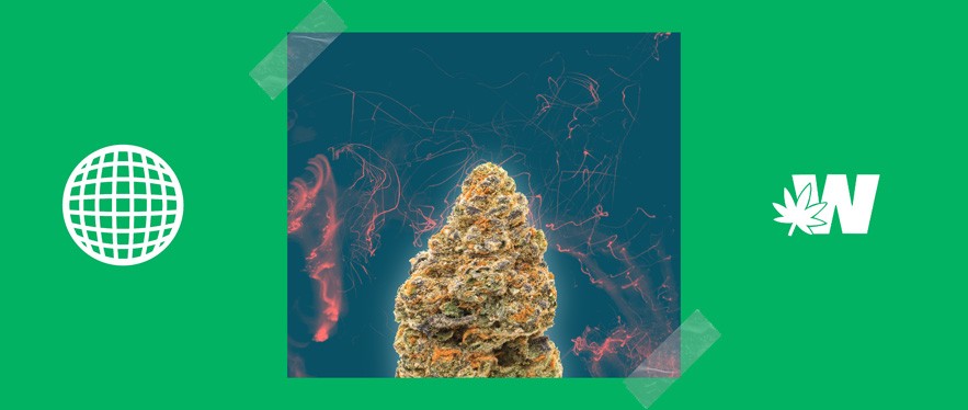 Effect Cannabis THC-O