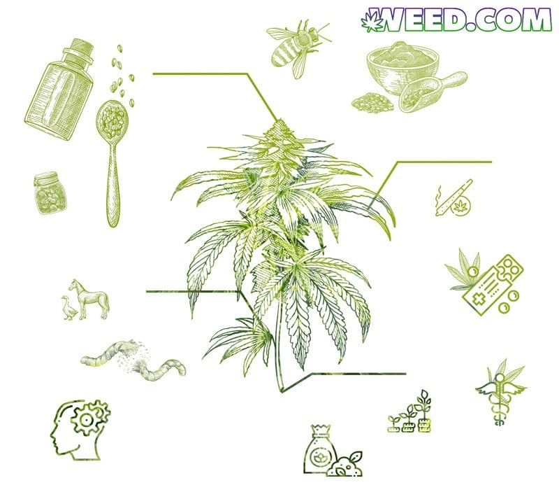 Cannabis Hemp Uses Different Options