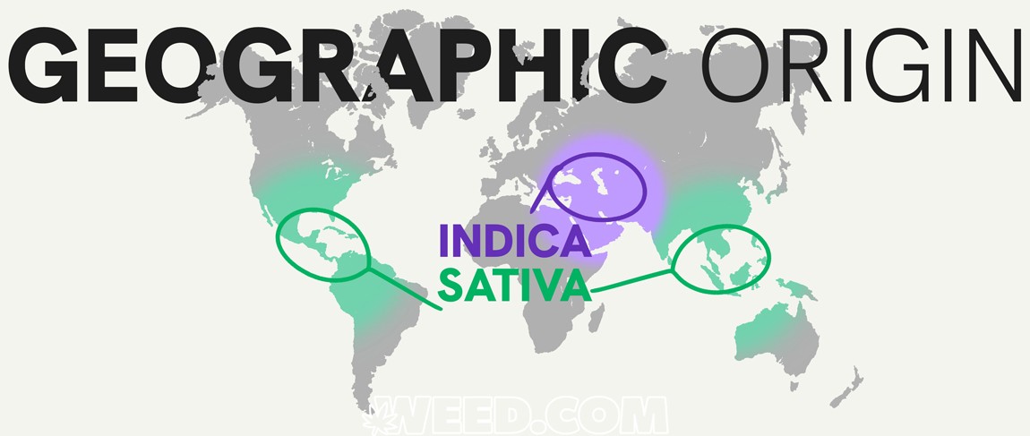 Indica Vs Sativa Geographic Origin