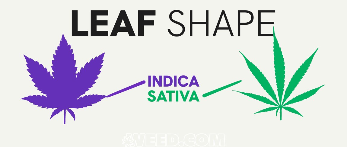 Indica Vs Sativa Leaf Shape