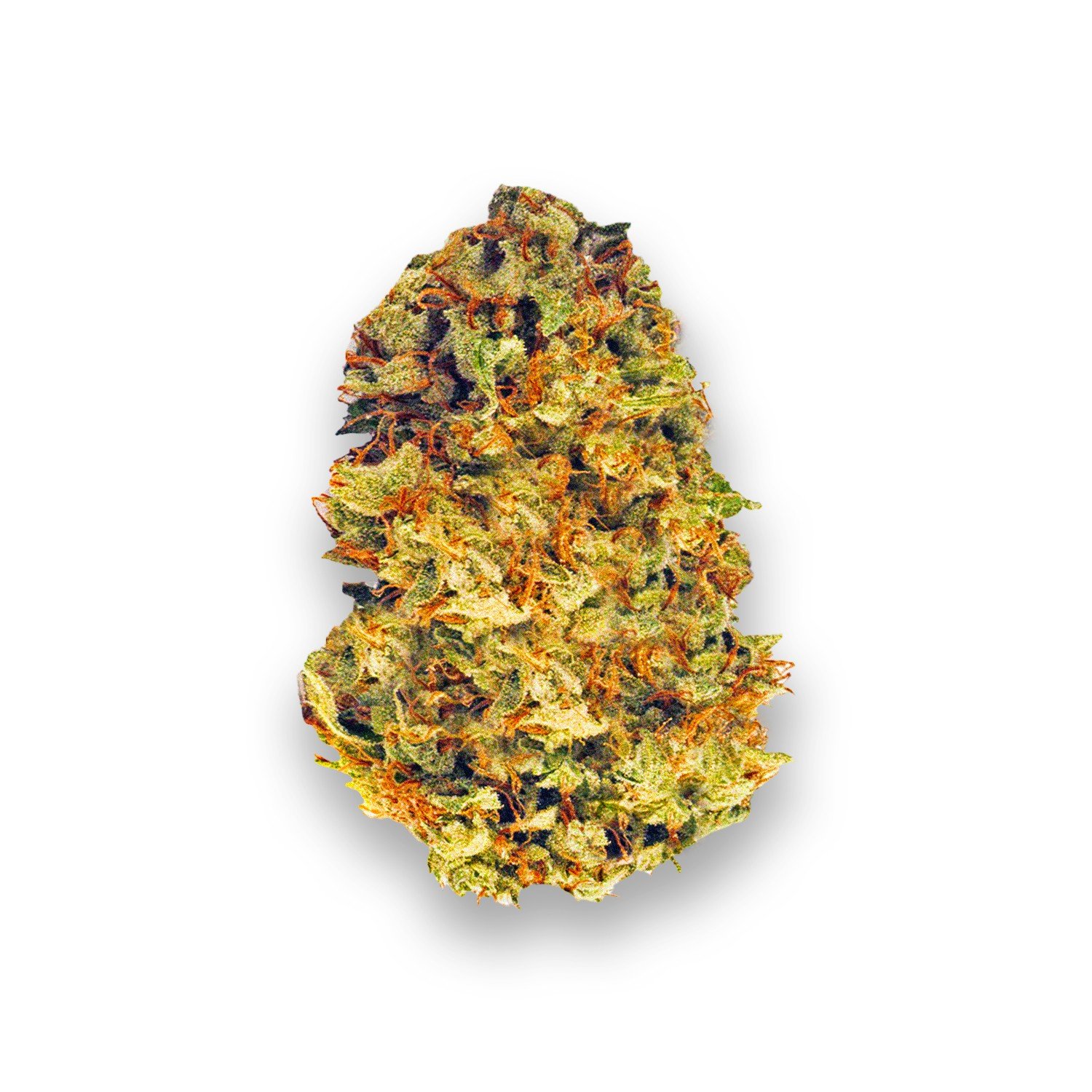 fortissimo strain review