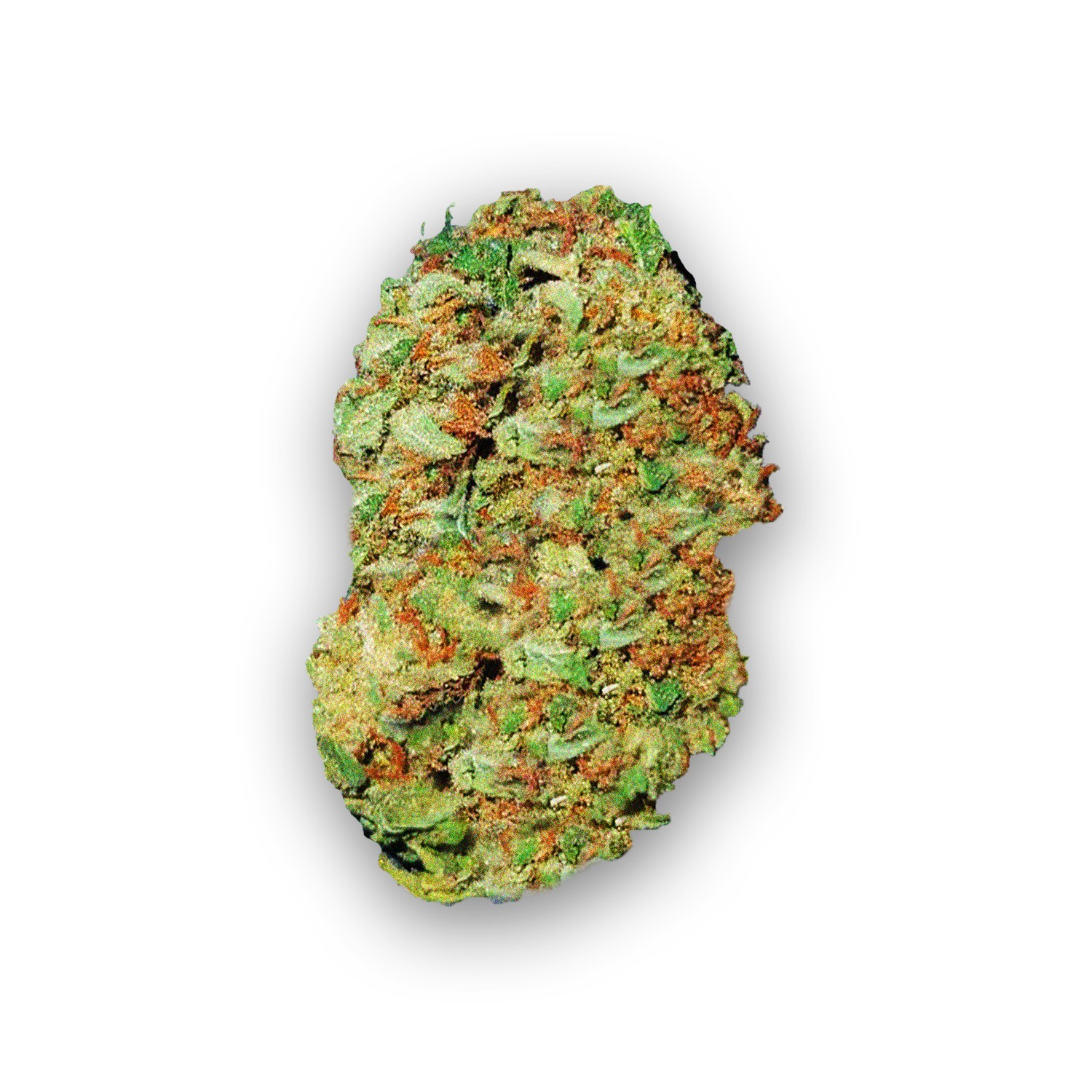 rose bud strain review
