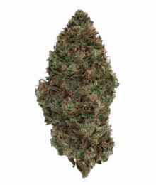 Plain Jane Raspberry Bear Claw Hemp Flower