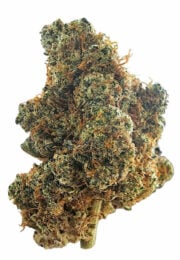 Plain Jane Snack Time Indoor Hemp Flower