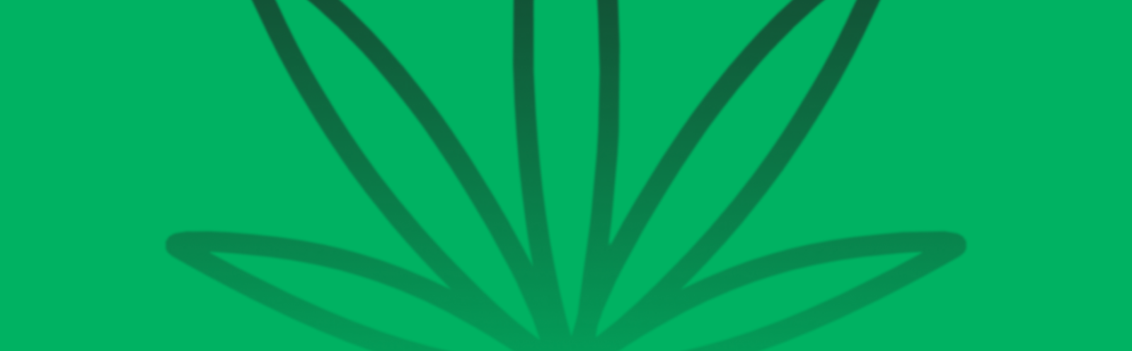 Featured image for “White Truffle Strain vs Cotton Candy Strain: A Comparative Analysis”