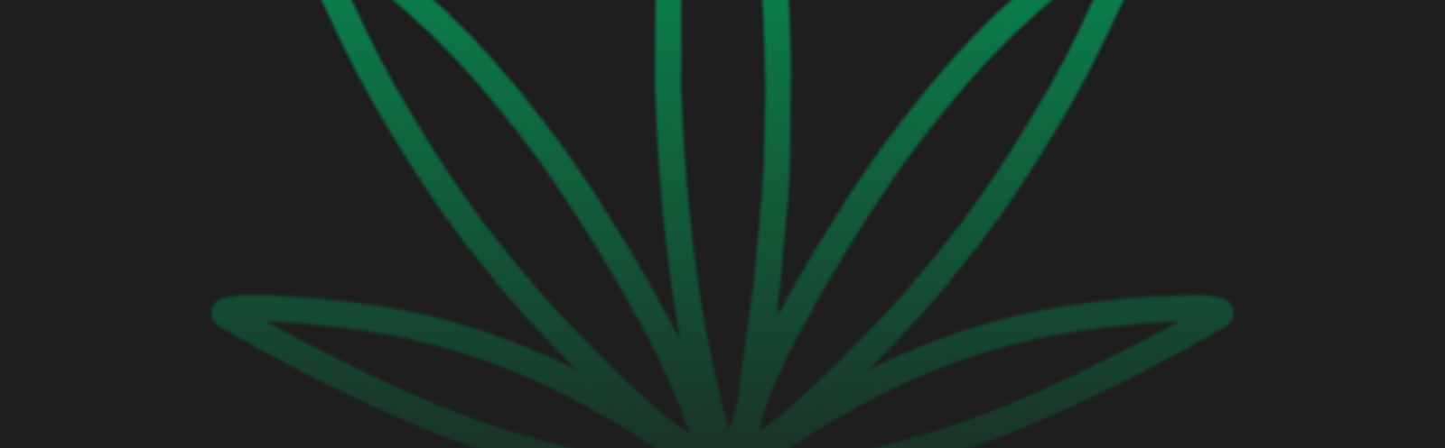 Featured image for “White Truffle Strain vs RS11 Strain: A Comparative Analysis”