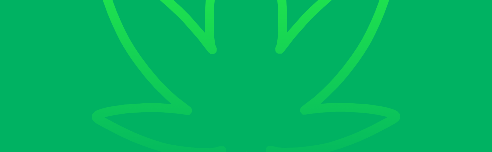 Featured image for “Banana OG Strain vs Gusher Mints Strain: A Comparative Analysis”