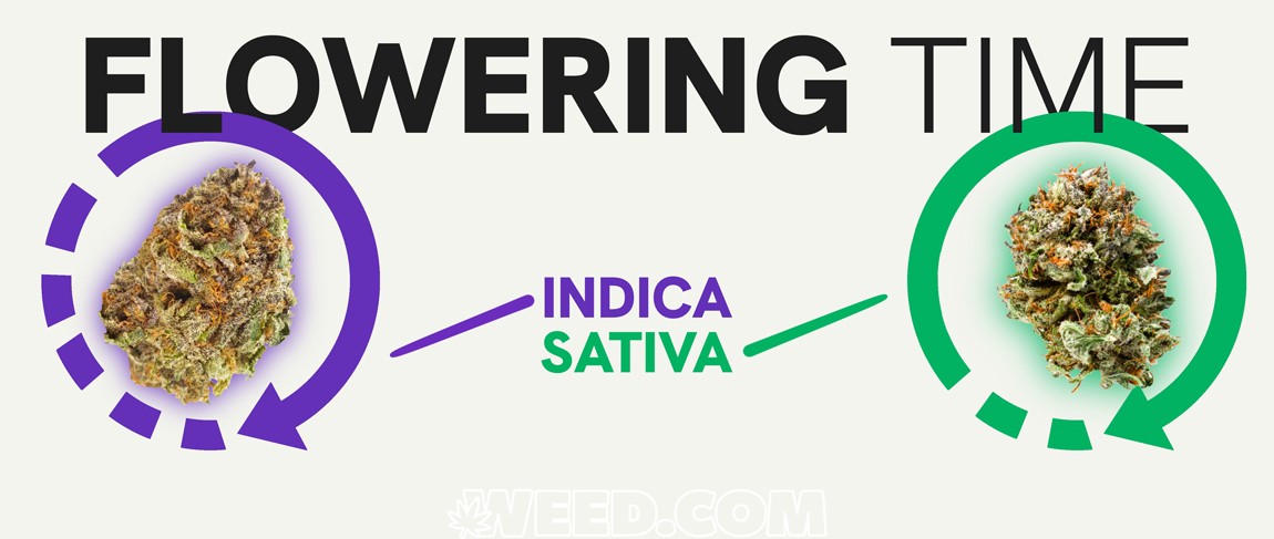 Indica vs Sativa Flowering Time