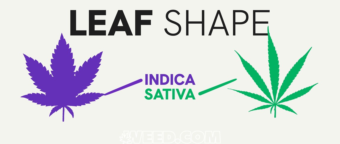 Indica vs Sativa Leaf Shape
