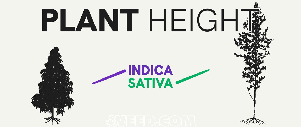 Indica vs Sativa Plant Height
