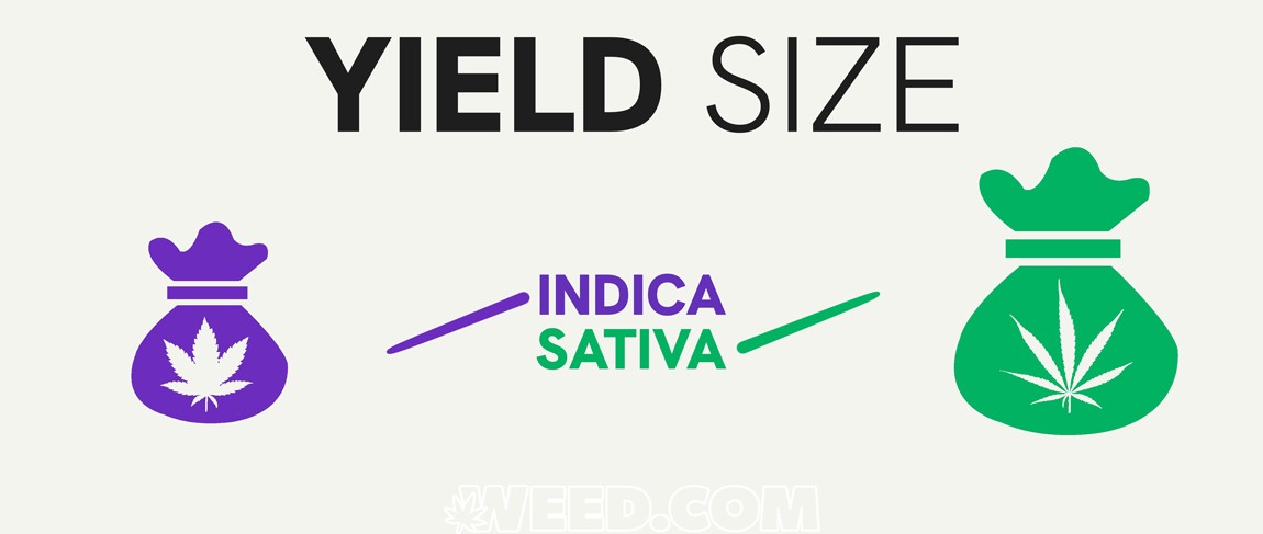 Indica vs Sativa Flowering Size