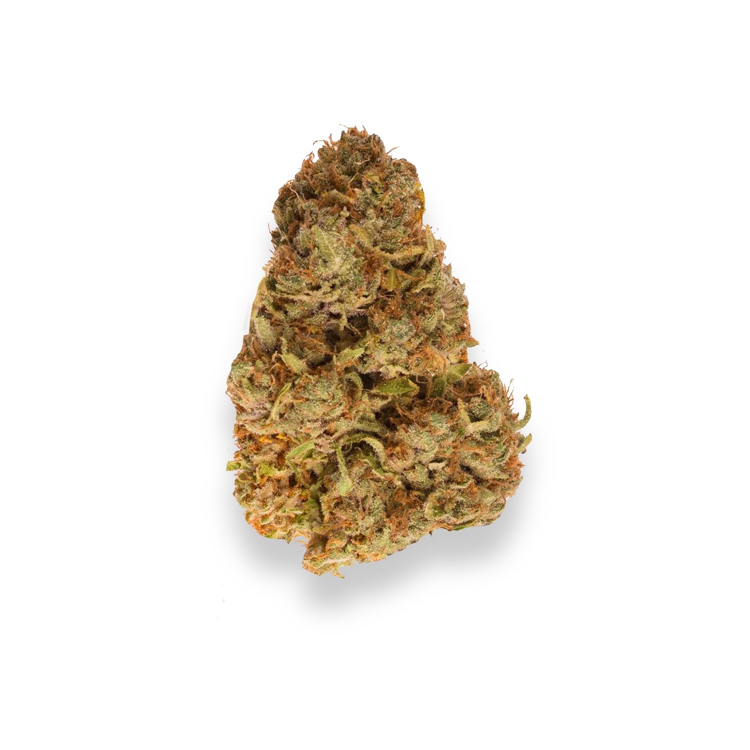 Featured image for “Dark Star Strain”