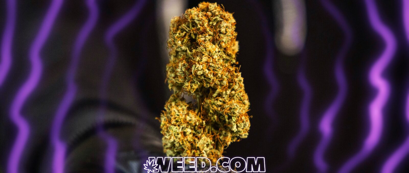 Cannabis Aroma Preferences and Evaluating Flavor Weed 