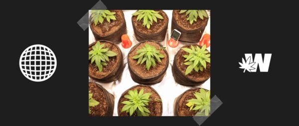 Hemp or Cannabis differents