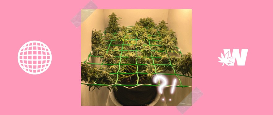 Featured image for “Create the Ideal Home Grow Size For Cannabis”