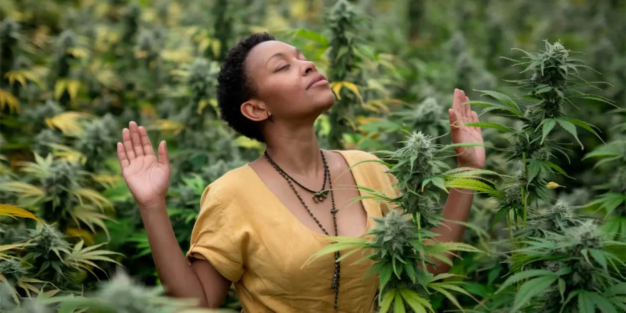 Featured image for “Indica vs Sativa”