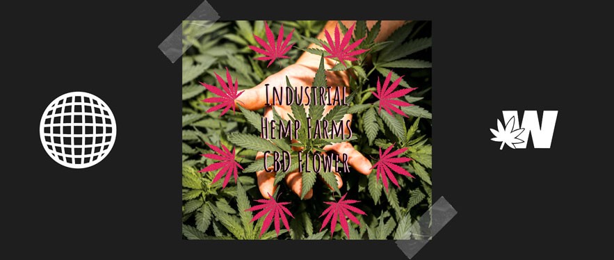 CBD Flower Review Industrial Hemp Farms