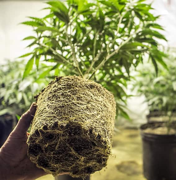 Industrial Hemp Farms Brand Overview