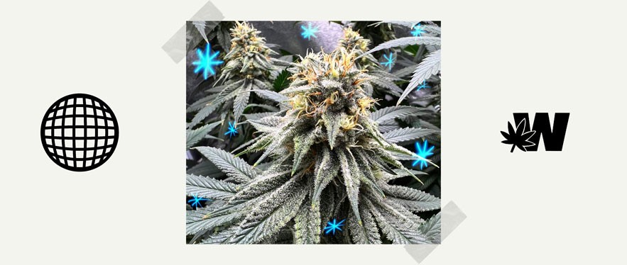 Featured image for “Jack Frost CBG Strain”