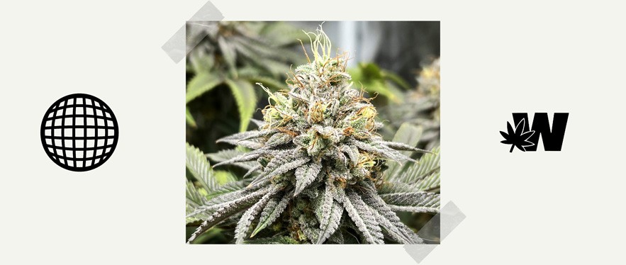 Featured image for “Jack Frost Strain”