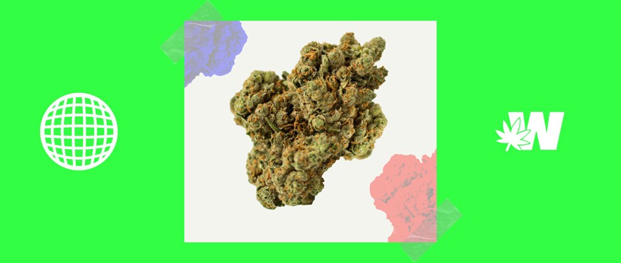 Featured image for “Measure: How Much THC Is in Delta 10?”