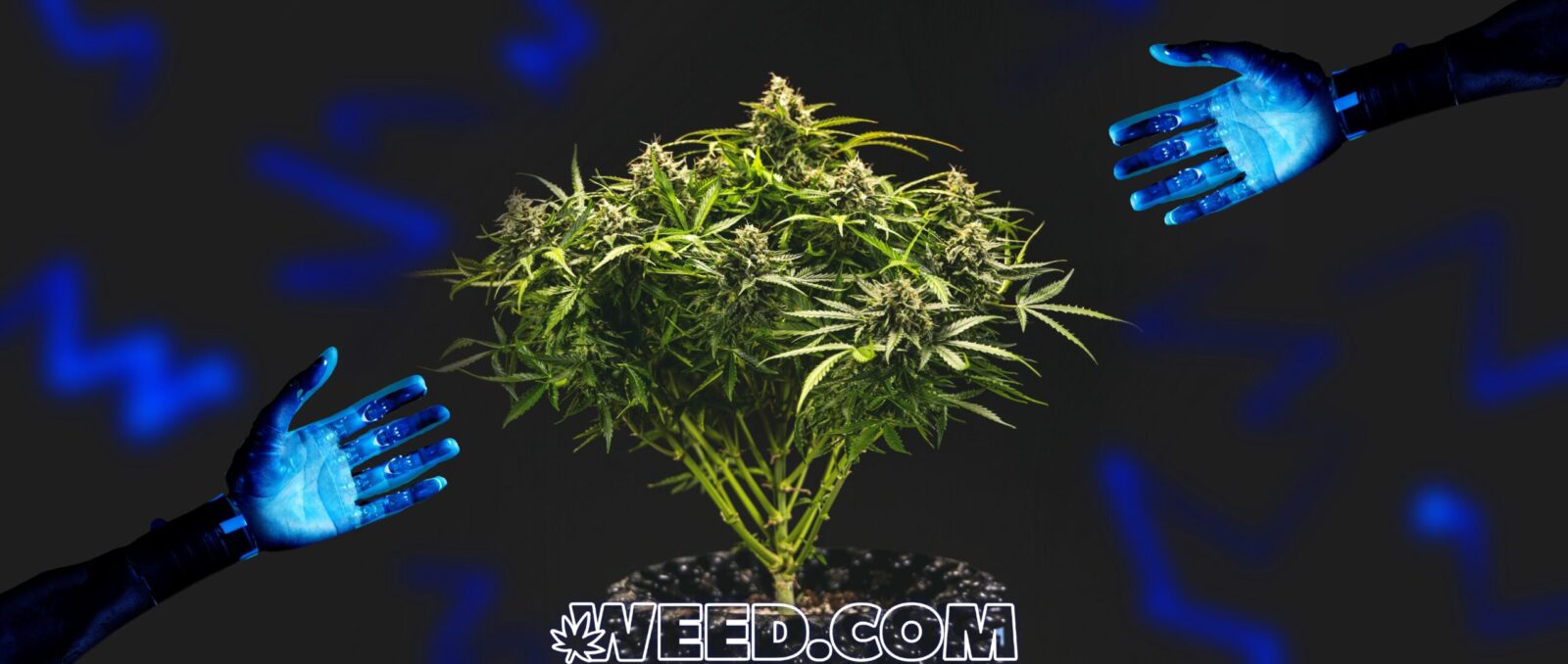 Cannabis Growing and Modern Techniques 