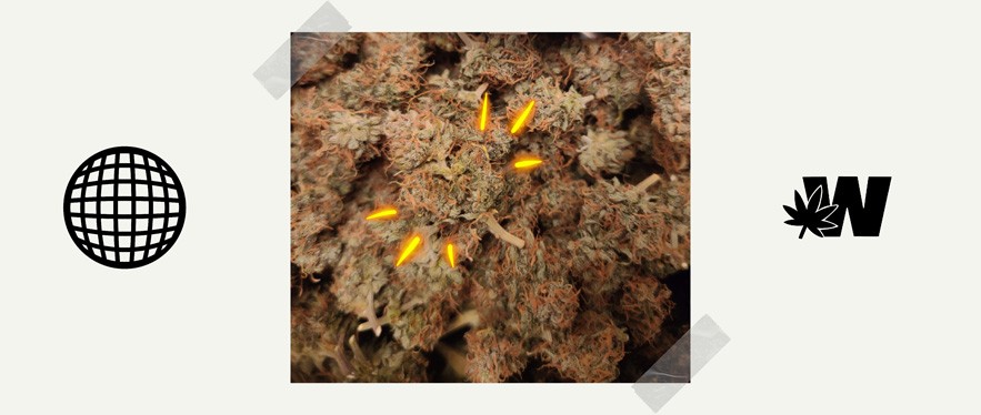 Featured image for “Orange Kush Strain”
