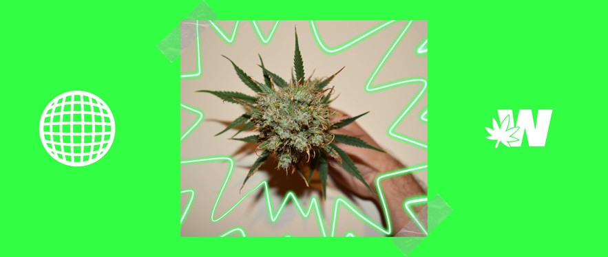 Featured image for “Pineapple Express CBD Strain”
