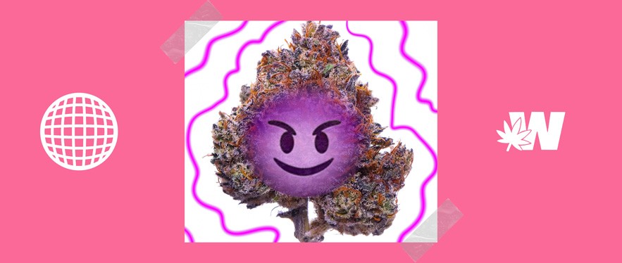 Featured image for “Purple Haze Strain”