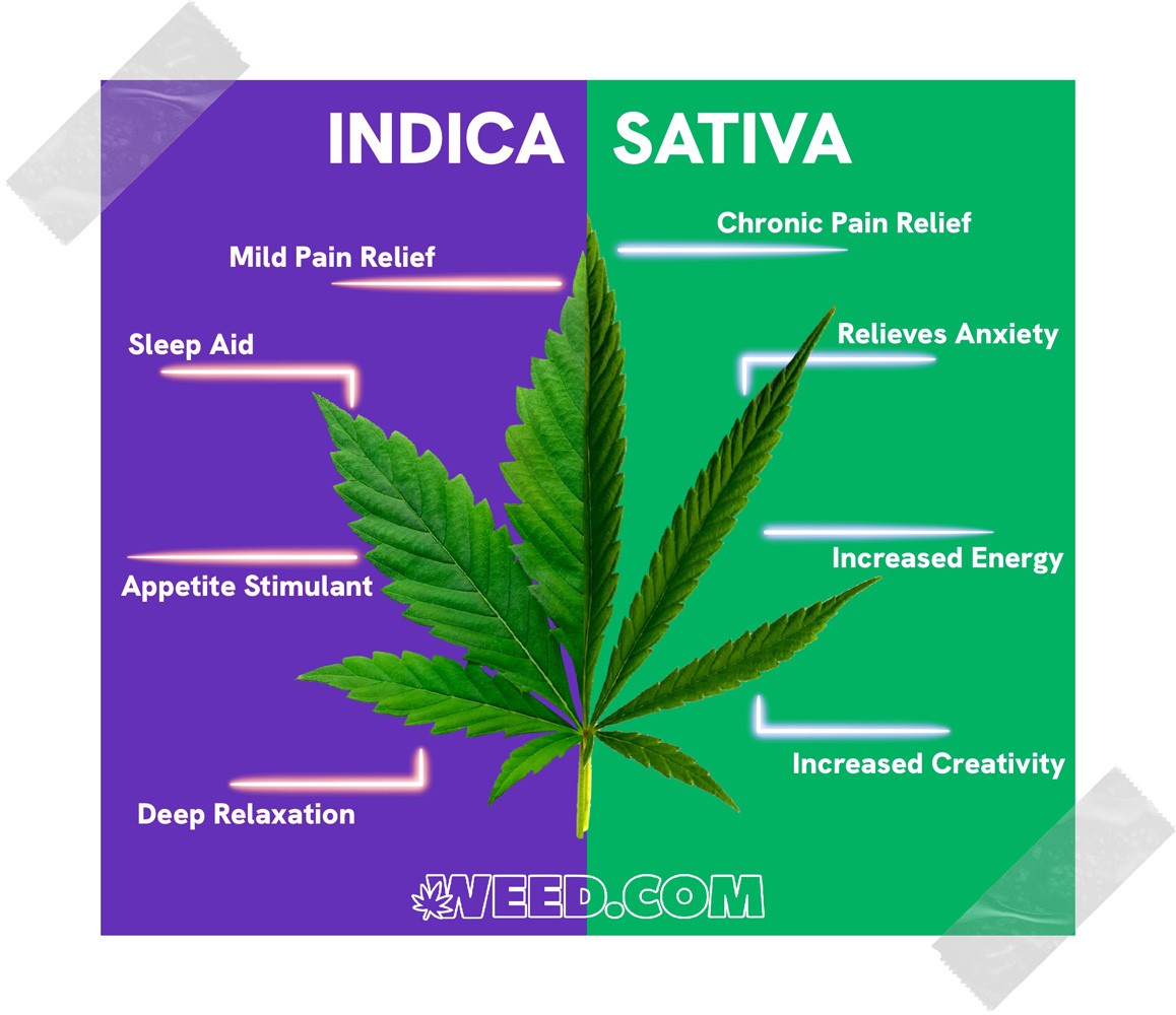 Sativa vs Indica Chart